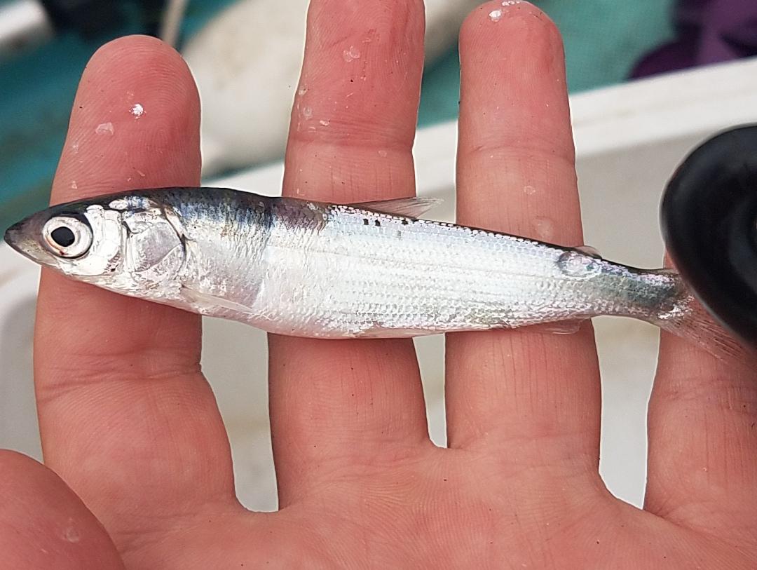 Big Fish, Little Fish: Decades’ Worth of Basic Measurements Tell a Complex Tale in One Wisconsin Lake