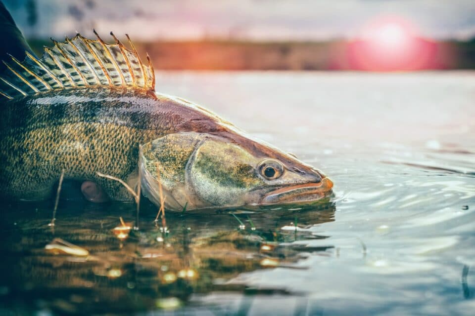 Walleye are struggling to adapt to rapid seasonal changes