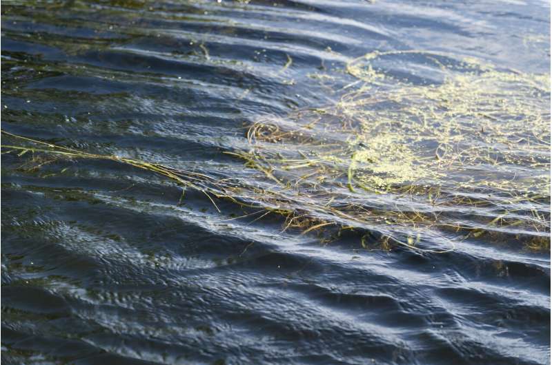 Aquatic invasive species are more widespread in Wisconsin than previously thought